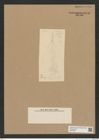 Diatomeae indet. Zeichnungen Sammlung Grunow Nr. 6717 (NHMW-BOT-W0375525)